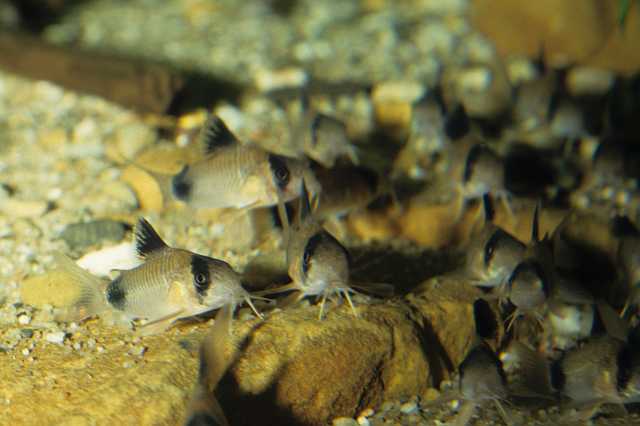 FH_COR_0006(Corydoras panda).jpg